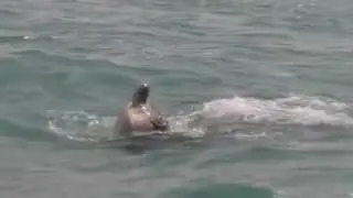 killer whale attacks and kills giant sea turtle