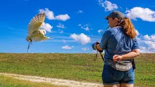 Owl Adaptations: Vision, Hearing & Silent Flight Explained!