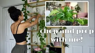 chop and prop my hanging plants with me! | pothos | monstera peru | mini monstera | heartleaf philo