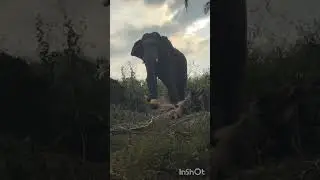 Athirappalli to Hanging bridge#Athirappalli#Elephant #shorts