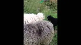 Young ram lamb is challenging a ewe-1