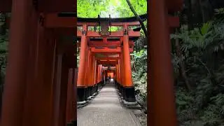 FUSHIMI INARI TAISHA | CLIMB TO TOP |