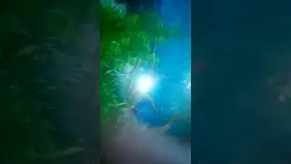 සුරතල් මසුන්