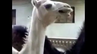 Что будет если пощекотать верблюда