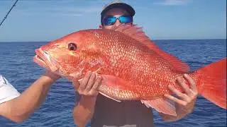 Kingfish and a Big Red Snapper - Sashimi, Catch Clean and Cook (Kingfish)