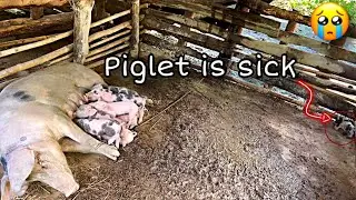 The piglet one more is sick😢, All the piglets are sucking their mother&rsquo;s milk.but another piglet..😥🐷