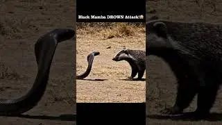 BLACK MAMBA vs HONEY BADGER