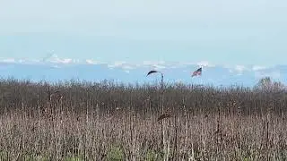 Farm Walk episode 4