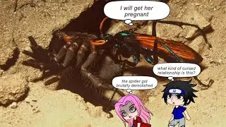 Team 7 Naruto React to Australian Wildlife by Moreparz | Collection of Venomous Animals - part 1