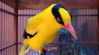 Masteran Burung Kepodang