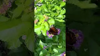 Georgia Butterflies #butterfly #insects #georgia