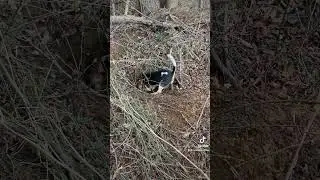 When the rabbit goes in a hole. #beagle #dogs #hunting #outdoors #rabbit #rabbithunting