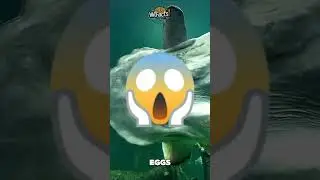 OddZooTale: 300 Million Babies, Zero Parenting &mdash; Meet the Sunfish!