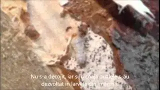 Casa Iancu - Carie Lemn