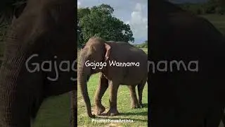 Gajaga Wannama &ndash; Progressive House Rework | Sri Lankan Traditional Fusion