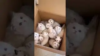 Pyari-Pyari Billiyan Cute Cats #Pyari_Pyari_Billiya #CuteCat