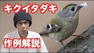 【野鳥撮影】キクイタダキの撮り方・設定のコツ【作例解説】