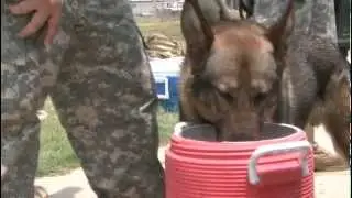 2012 Department of Defense Military Working Dog Competition