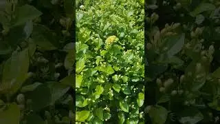 high yield in Jasmine garden##comment to know how to get high yield in flowers plant