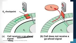 Cell Cycle Control