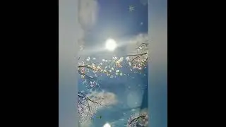 Nature shimmer profile video