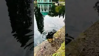 Пруды Нового Афона. Утка, индоутка
