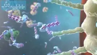 Вирус простого герпеса 3D-анимация