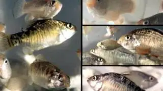 2012 Pew Fellows in Marine Conservation