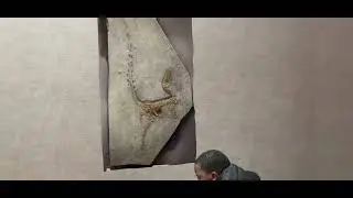 Bird dinosaur on the wall