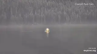 OrcaLab LiveCam Highlights - September 11, 2025