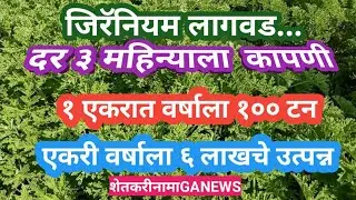 जिरॅनियम लागवड वर्षाला एकरात सहा लाख उत्पन्न