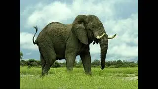 Elephant Sound Effects