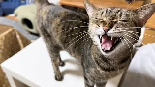 まだ帰って来ないの？と訴えて鳴き、帰ってくると子猫になっちゃう猫が可愛すぎます
