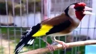 تغريد أغلى حسون  في العالم لتعليم الفراخ Tagalog Ajmal Hassoun in the world to teach chicks