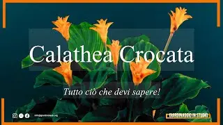 Calathea Crocata: tutto ciò che devi sapere!