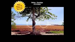 🌿🌊SARGASSUM ARRIVAL ALERT 2025 - 👉Belize - Dandriga
