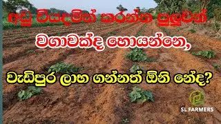 29 January 2026|slfarmers |agriculture |ලේසියෙන් වගාකරමු|