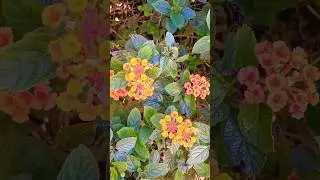 Amazing Lantana Flowers 🌼Florida, USA 🗽 #flower #flowers #lantana #florida #usa