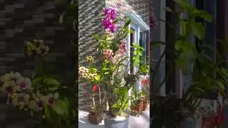 Orchid Plant Hanging Best Way #gardening #plants #flowers #garden #orchid #orchids