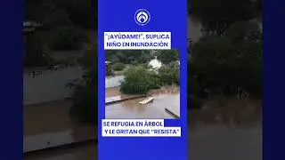 Desesperante escena en Poza Rica: ni&ntilde;o refugiado en un &aacute;rbol por las lluvias