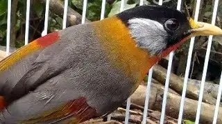 Chim ngũ sắc 