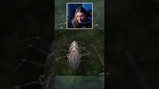 Scrib JUMPSCARE in #morrowind |  #elderscrolls #gaming #games #tes #twitch #shorts #rpg #letsplay