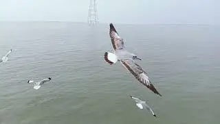  Samundar nature beauty #video#viral #short 
