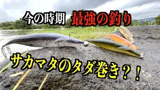 サカマタシャッドで簡単に1番釣れる釣り方【琵琶湖バス釣り】