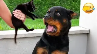 Funny and clever animal video clips 😸 A compilation of the funniest moments of dogs  🥰