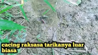 cacing raksasa ~ fishing mania ~ mancing amyar ~ baselini banana fishing ~ mancing mania