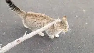 How to Entertain a Bored #cat  | Playtime Tips That Work