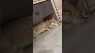 so cute cat romance 😍😍 #cat #CatLovers#Caturday#CatVideo#Meow#KittyLove#FelineFriends#Cat