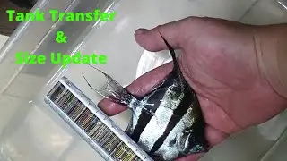 Altum Angelfish: transfer and size update