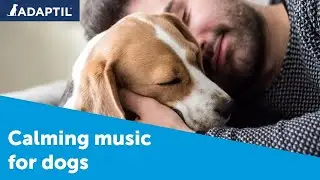 Calming music for dogs
